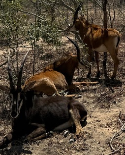 0abbc515 fe6b 4a61 97e7 0e65d800bc24